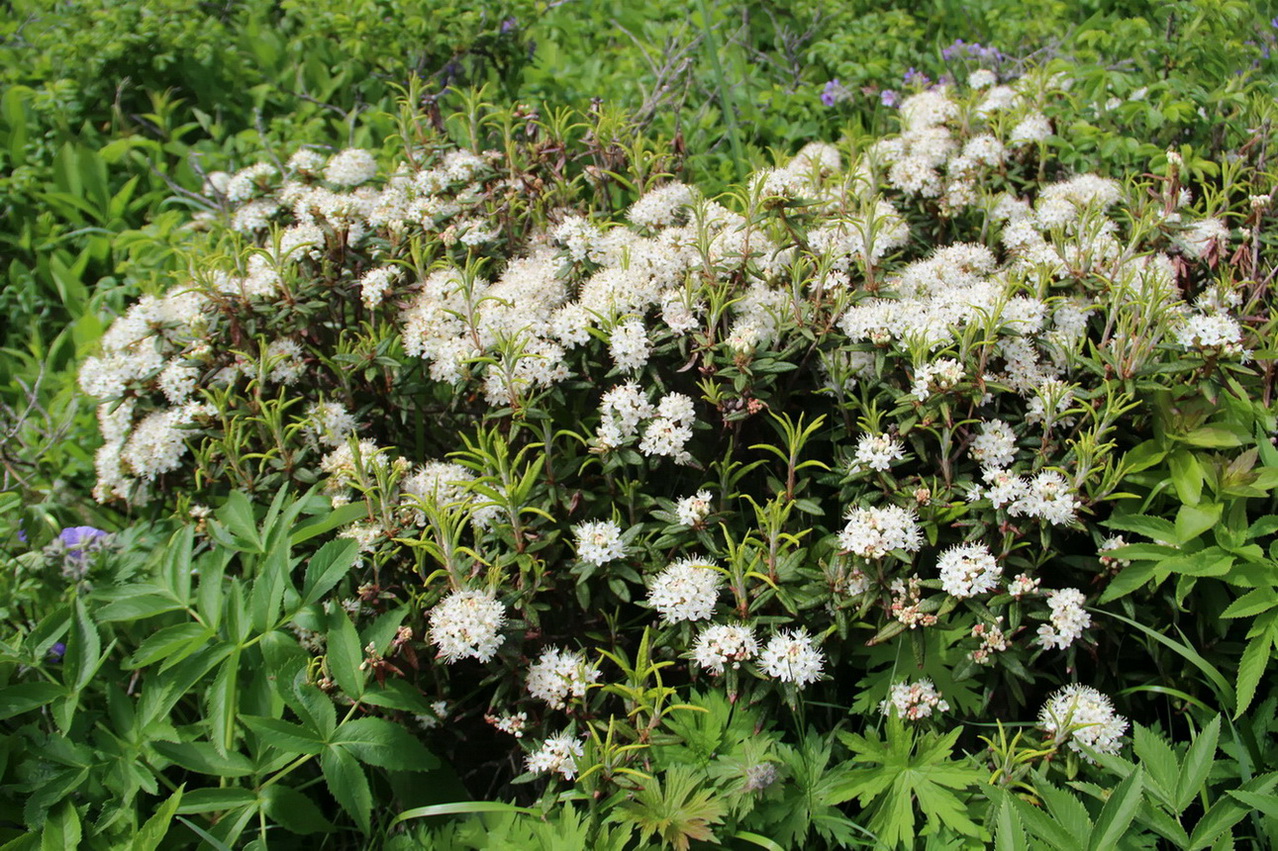 Изображение особи Ledum hypoleucum.