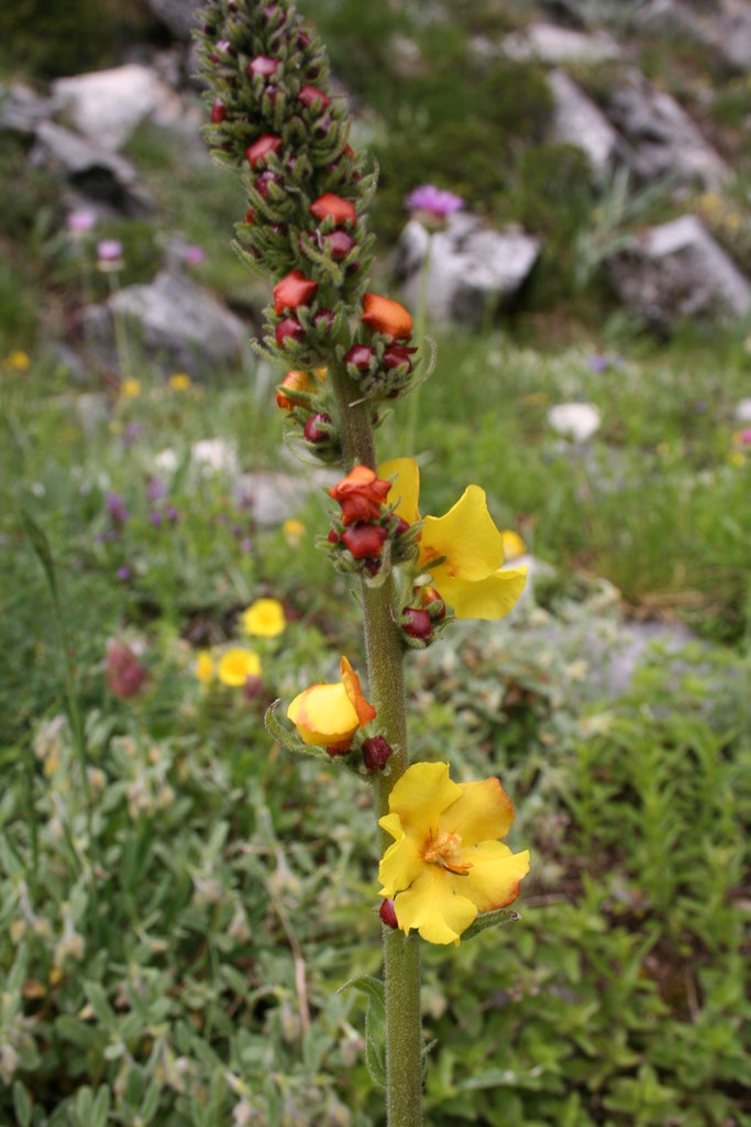 Изображение особи Verbascum davidoffii.