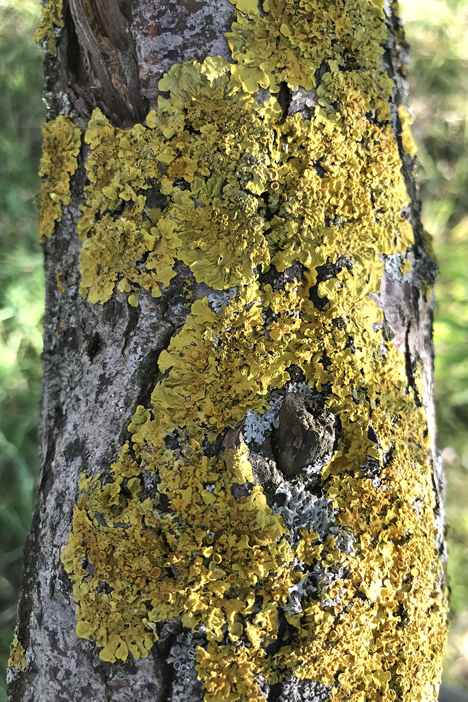 Image of Xanthoria parietina specimen.