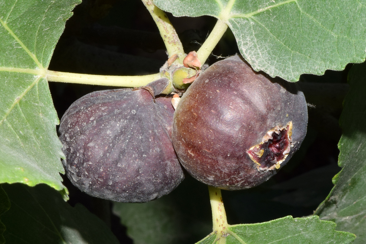 Image of Ficus carica specimen.