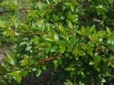 Salix dshugdshurica. Часть плодоносящего куста. Магаданская обл., окр. г. Магадан, нижнее течение р. Магаданка, в разреженном ивняке. 18.06.2020.