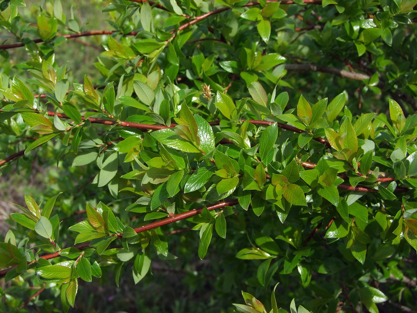 Image of Salix dshugdshurica specimen.