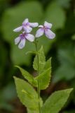 Hesperis matronalis. Верхушка цветущего растения. Краснодарский край, Адлерский р-н, окр. с. Эстосадок, северный склон хр. Аибга, выс. ≈ 2100 м н.у.м., субальпийский луг. 11.08.2020.