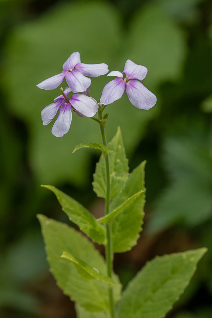 Image of Hesperis matronalis specimen.