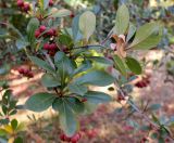 Crataegus crus-galli