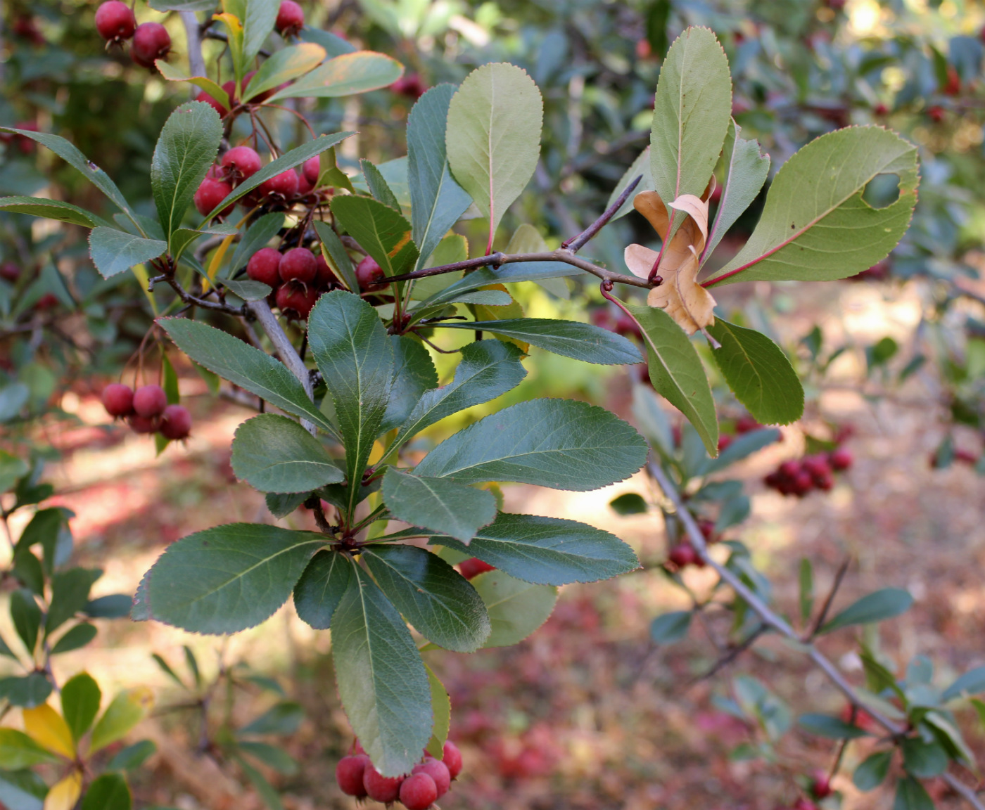 Image of Crataegus crus-galli specimen.