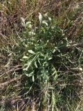 Centaurea borysthenica