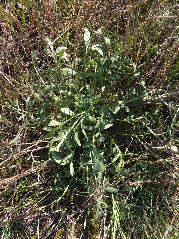Image of Centaurea borysthenica specimen.