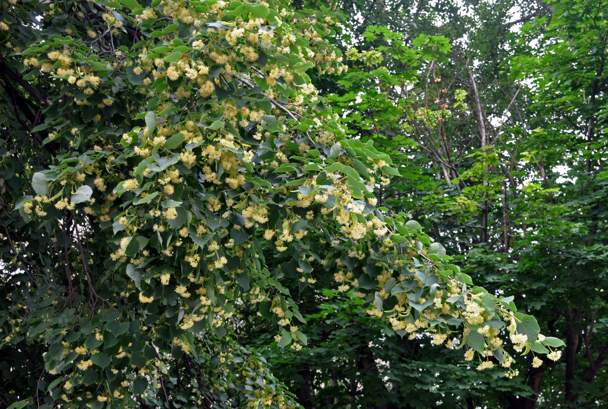 Изображение особи Tilia cordata.