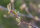 Alnus incana