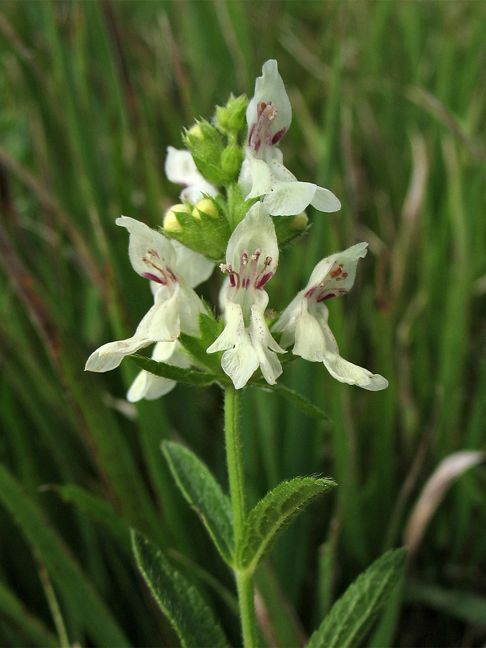 Изображение особи Stachys recta.