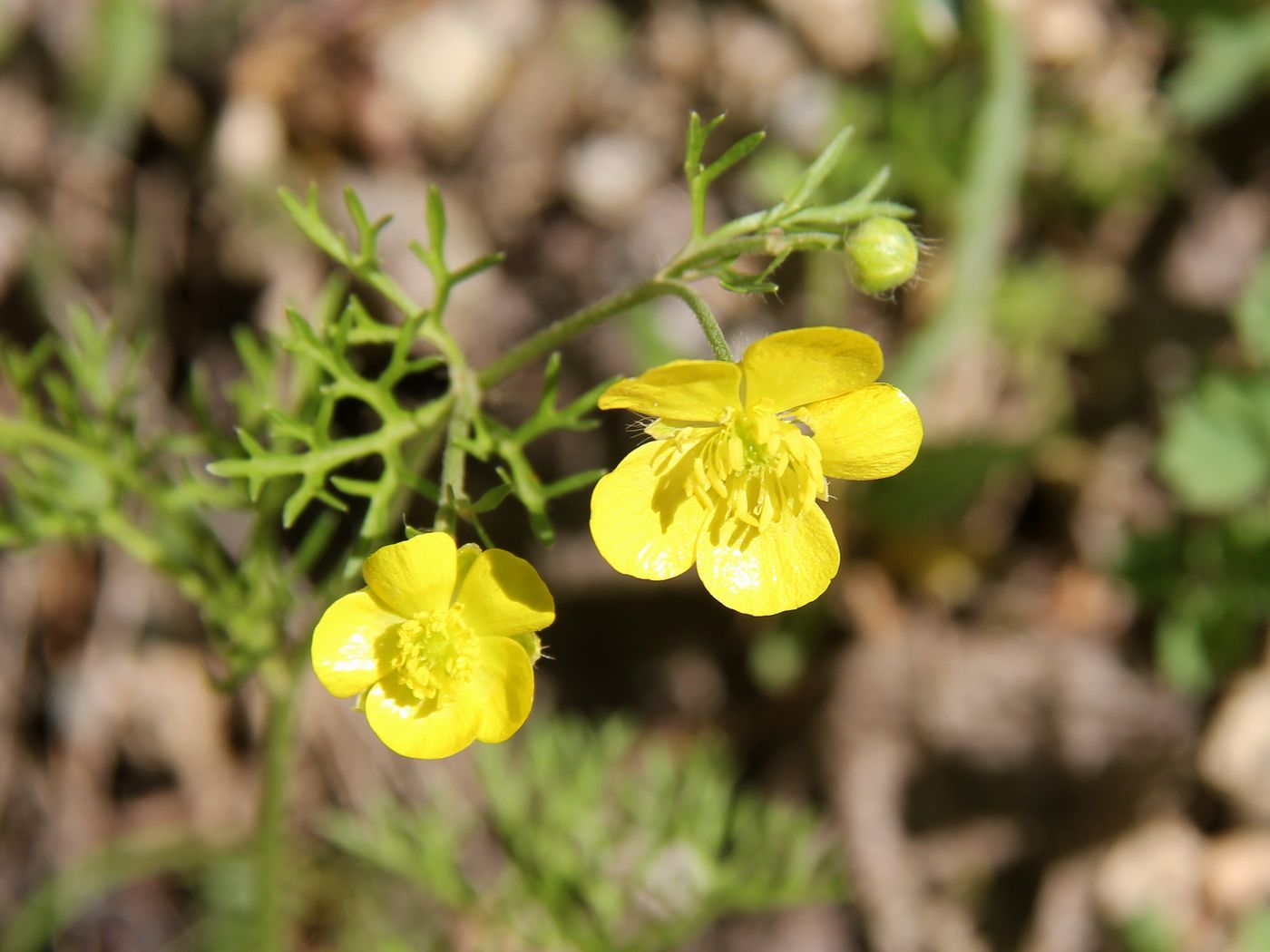 Image of Ranunculus tenuilobus specimen.