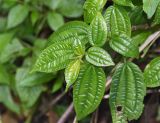 Pilea multiflora. Верхушка побега. Перу, регион Куско, провинция Урубамба, Machupicchu pueblo, склон горы у тропы к горячим источникам. 21.10.2019.