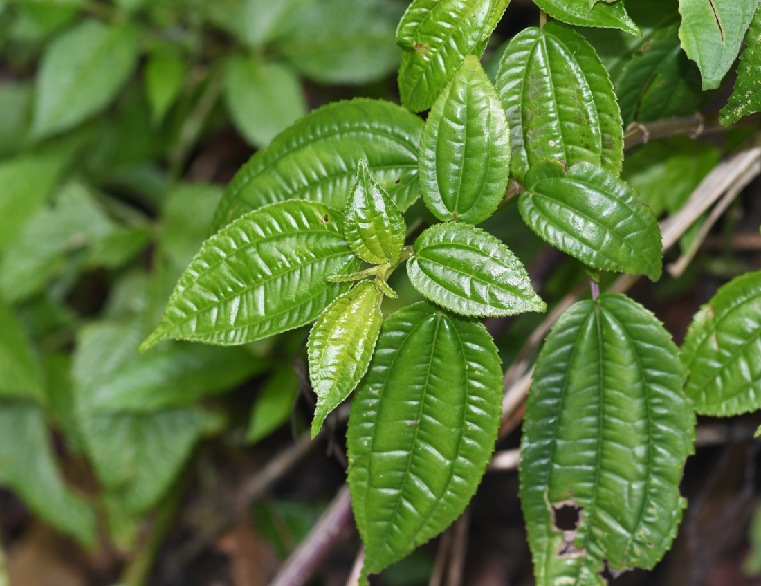 Изображение особи Pilea multiflora.