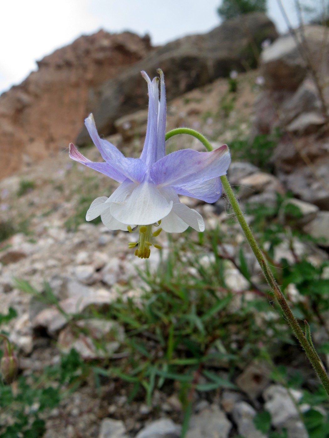 Изображение особи Aquilegia vicaria.