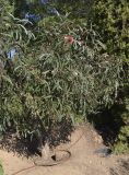 Hakea laurina. Цветущее и плодоносящее растение после стрижки. Испания, автономное сообщество Каталония, провинция Жирона, комарка Баш-Эмпорда, муниципалитет Палафружель, ботанический сад \"Кап-Роч\". 24.11.2020.