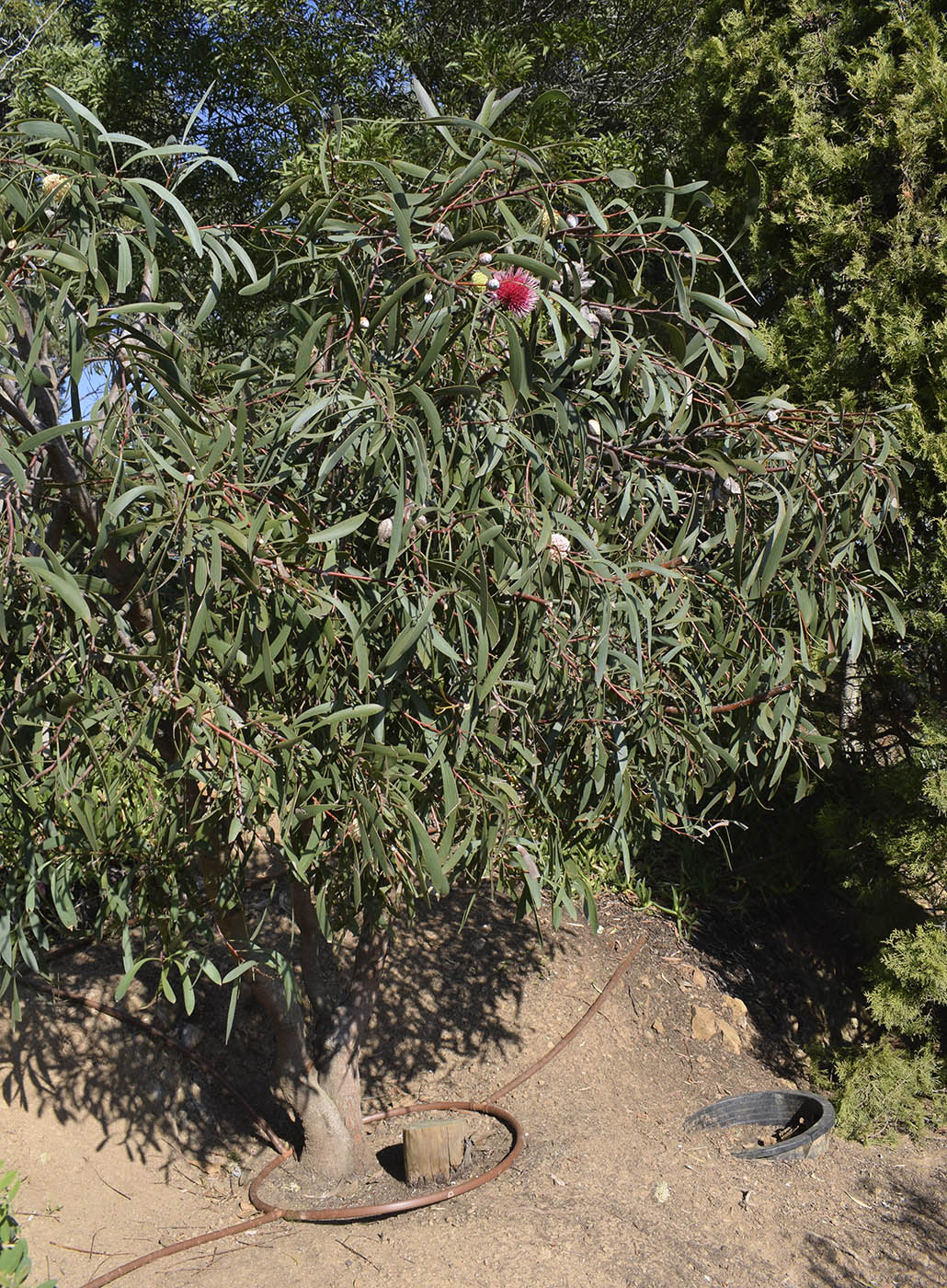 Изображение особи Hakea laurina.