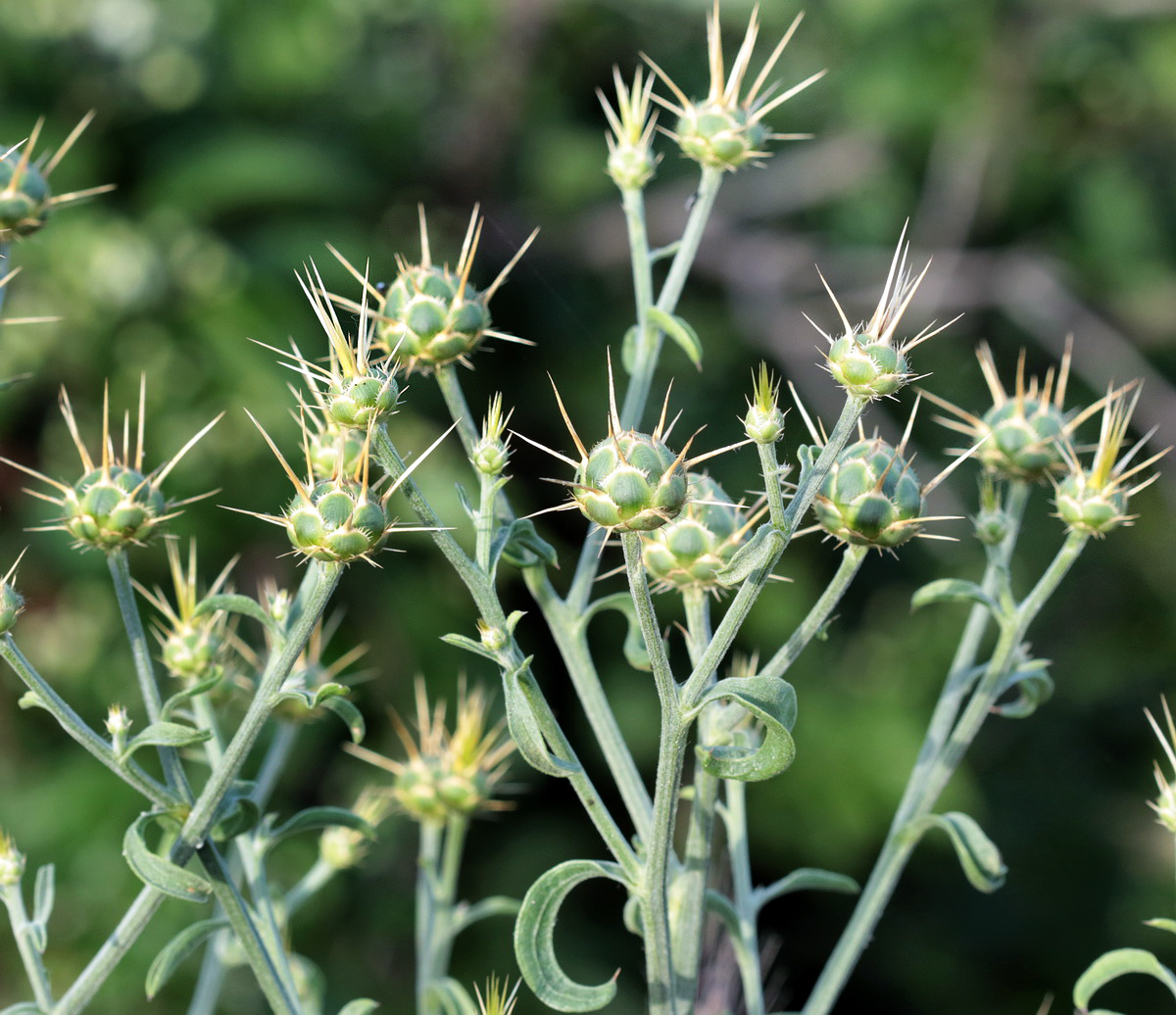 Image of Centaurea salonitana specimen.