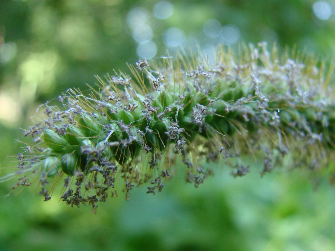 Image of Setaria pumila specimen.