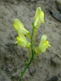 genus Linaria