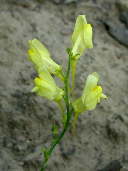Изображение особи род Linaria.