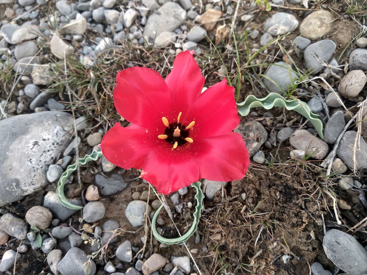 Image of Tulipa korolkowii specimen.