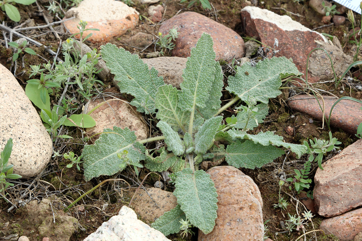 Изображение особи Salvia macrosiphon.