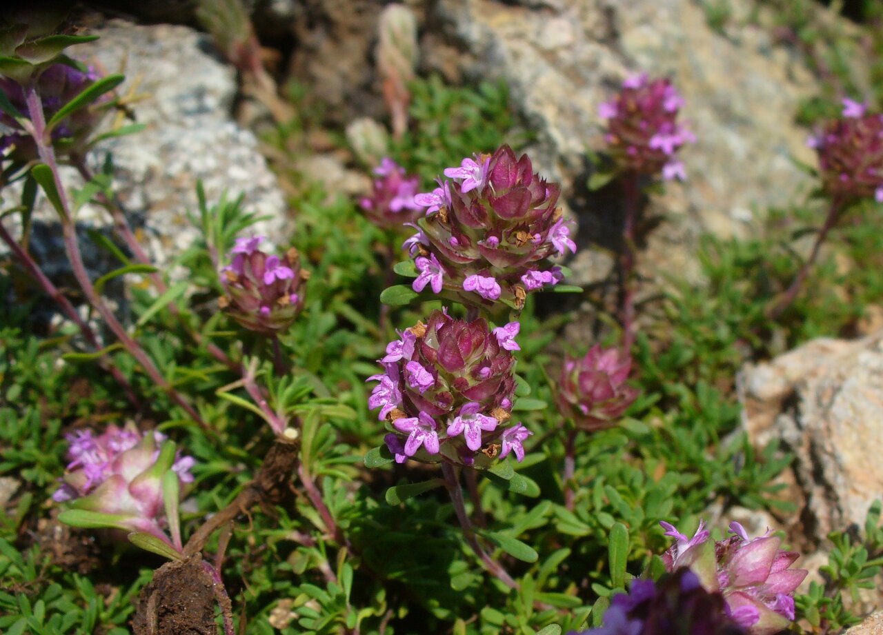 Изображение особи Thymus jalasianus.