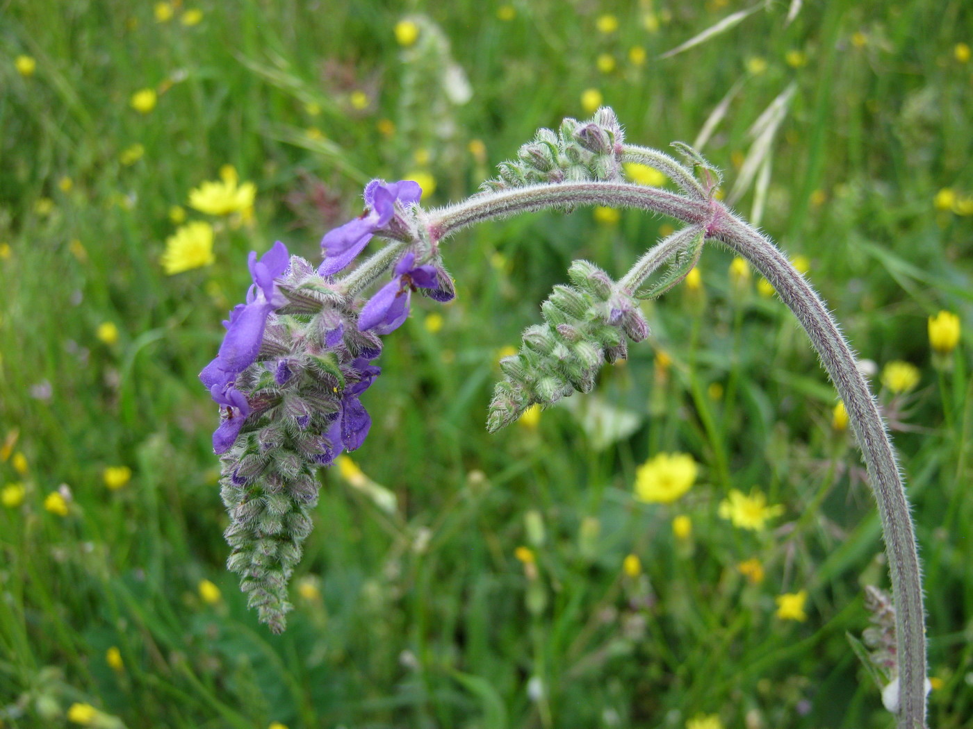 Image of Salvia nutans specimen.