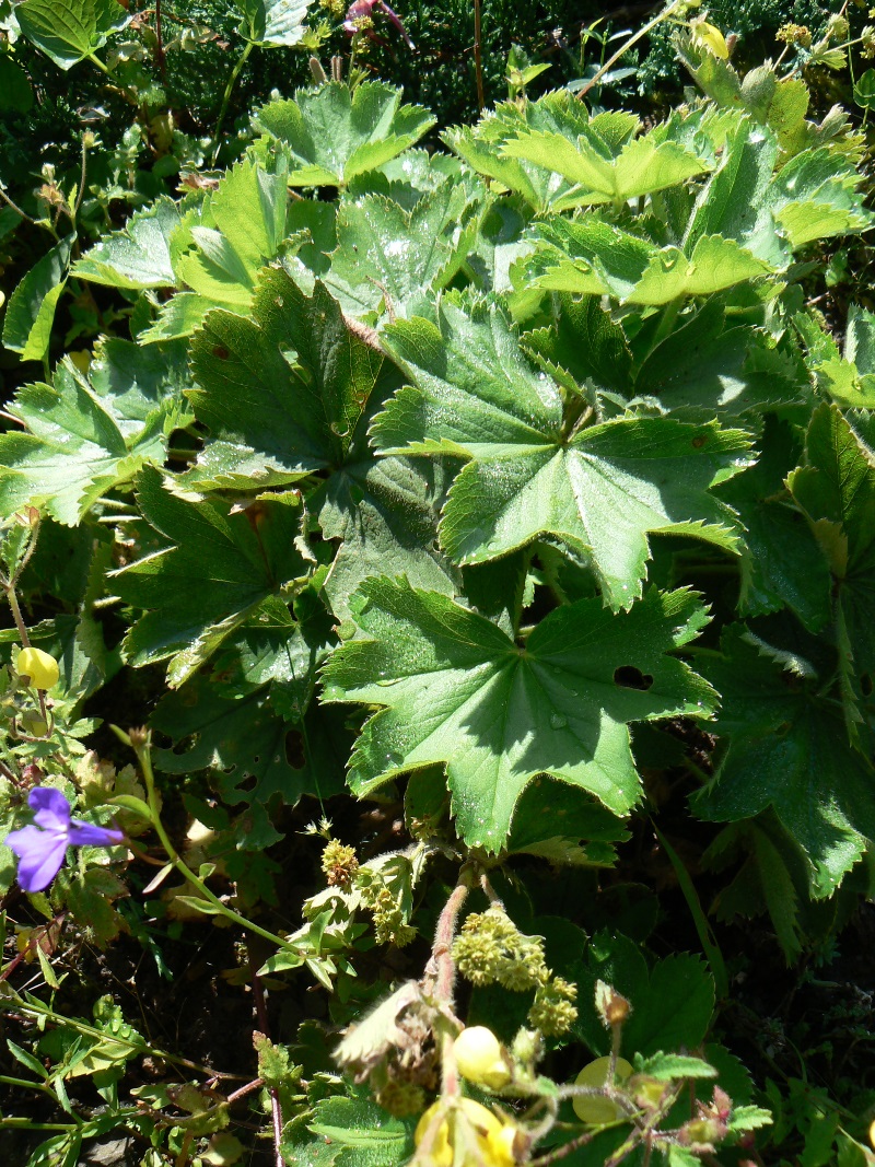 Изображение особи Alchemilla monticola.