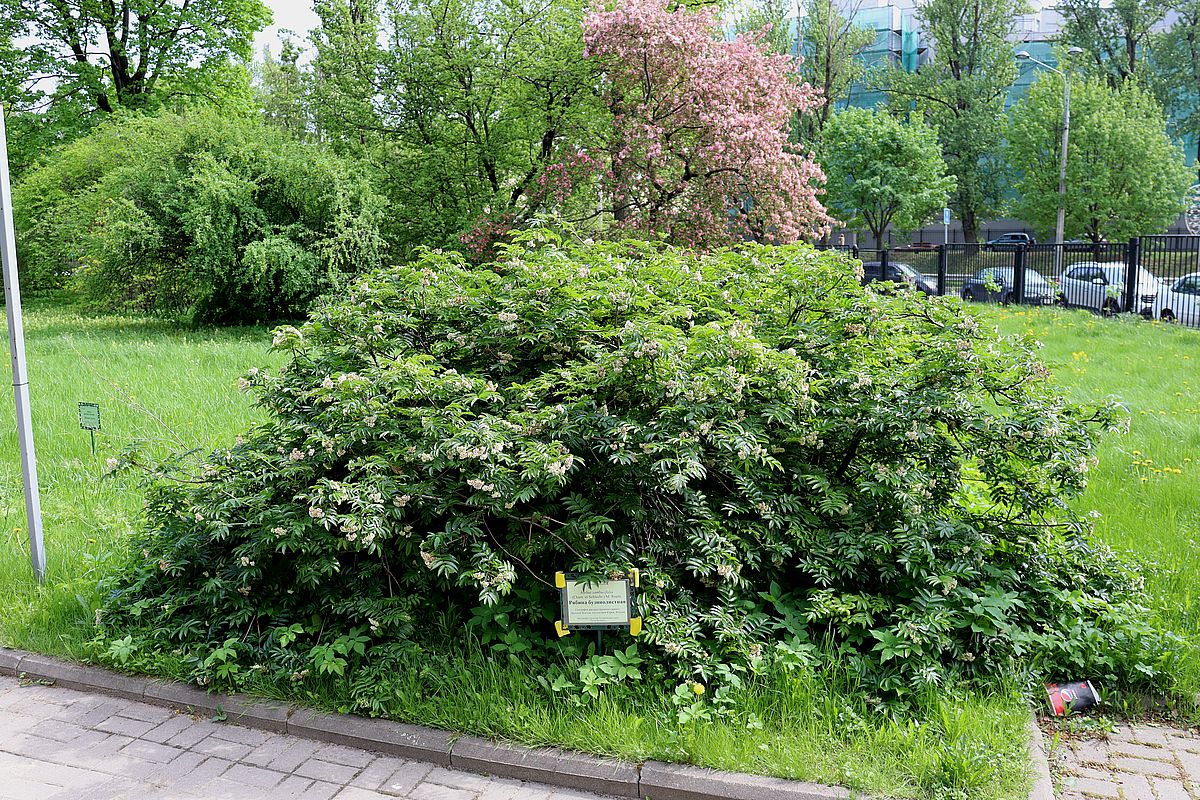 Изображение особи Sorbus sambucifolia.