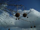 Platanus occidentalis. Ветви с соплодиями. Греция, Халкидики.