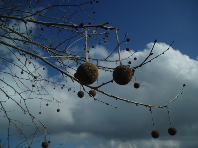 Изображение особи Platanus occidentalis.