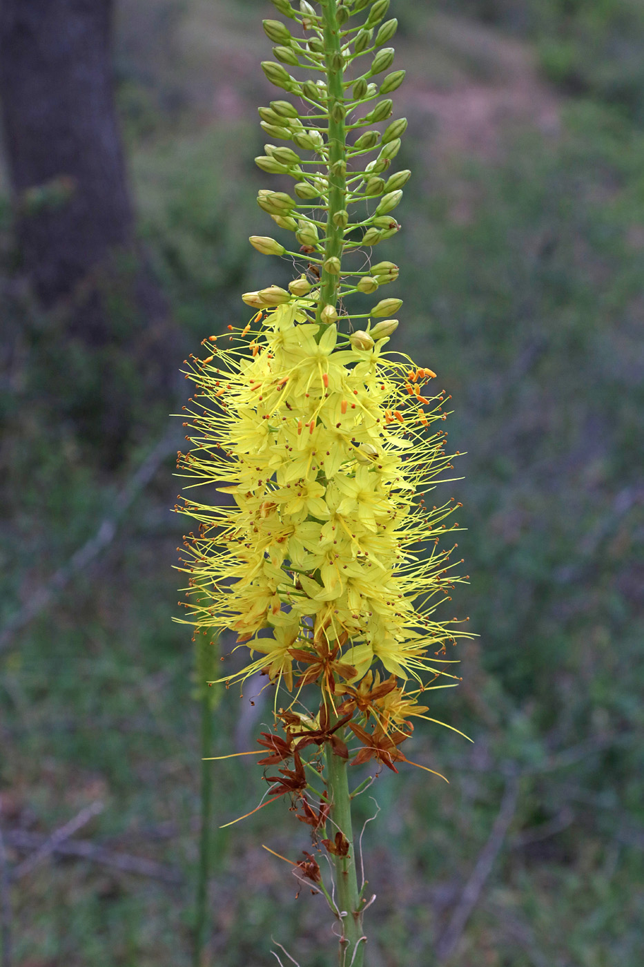 Изображение особи Eremurus stenophyllus.