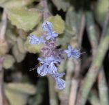 Coleus australis