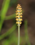 Equisetum palustre