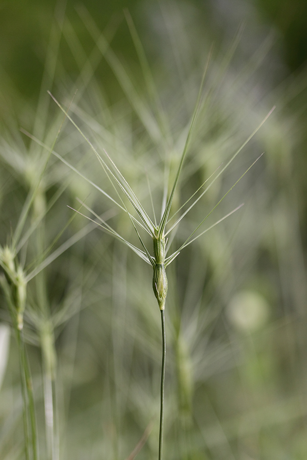 Изображение особи Aegilops biuncialis.