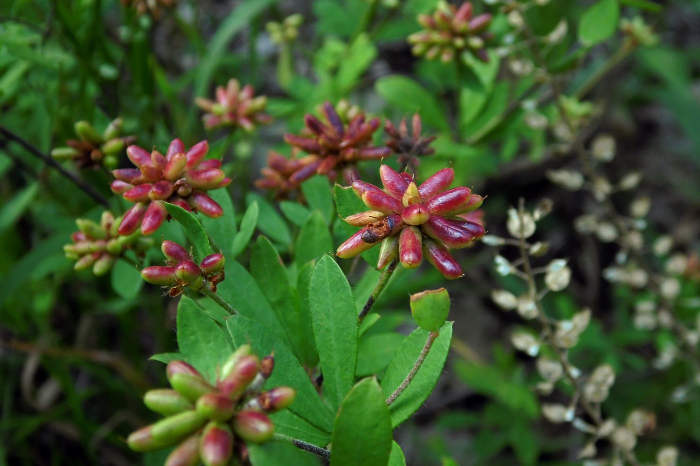 Изображение особи Dorycnium graecum.