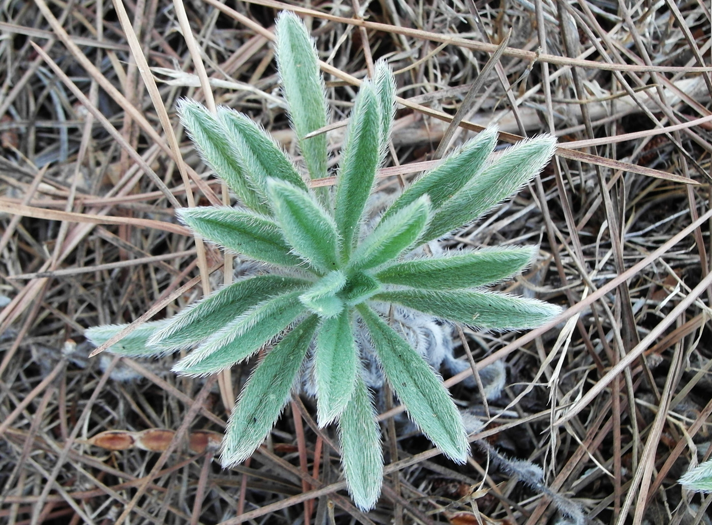 Image of Echium angustifolium specimen.