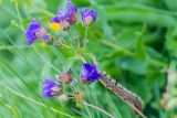 genus Geranium