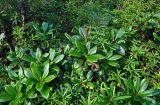 Rhododendron aureum. Верхушки ветвей плодоносящего кустарника среди побегов Ledum hypoleucum. Хабаровский край, р-н им. Полины Осипенко, долина р. Гремячий Лог, опушка хвойного леса. 18.07.2021.