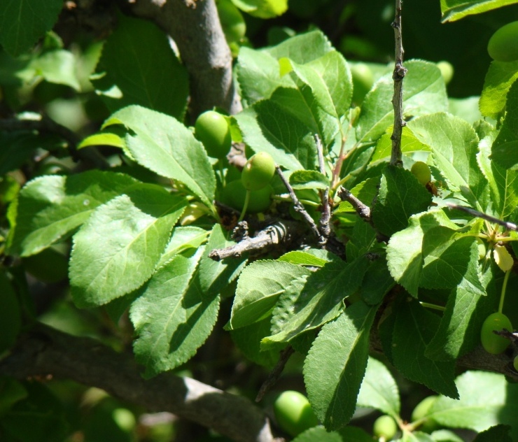 Изображение особи Prunus cerasifera.