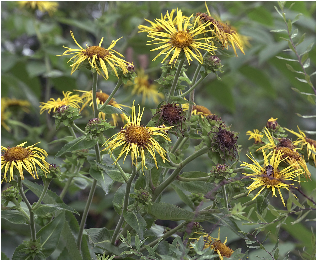 Изображение особи Inula helenium.