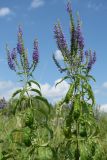 Veronica longifolia. Верхушки отросших после скашивания цветущих побегов. Псковская обл., Псковский р-н, окр. дер. Филатова Гора; дол. р. Великая, пойменный разнотравно-злаковый луг. 29.07.2021.