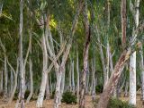 genus Eucalyptus