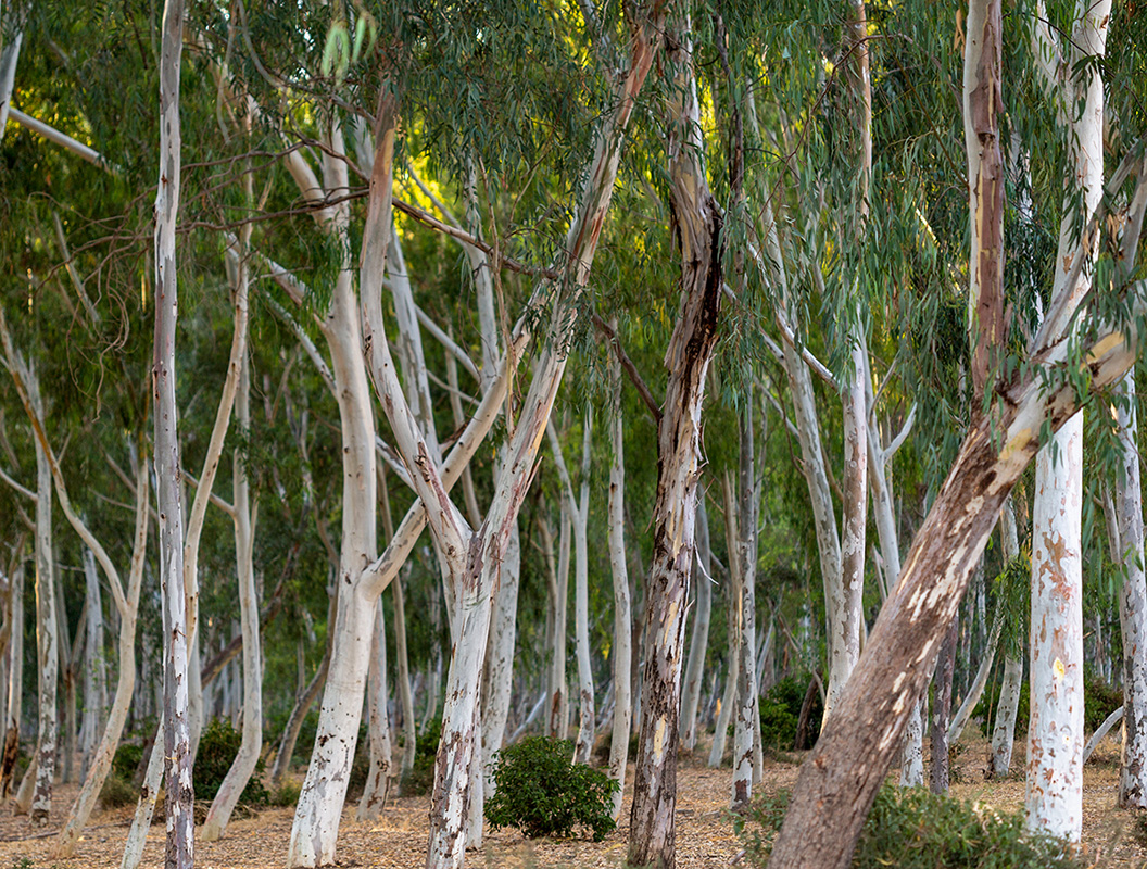 Изображение особи род Eucalyptus.