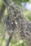 Usnea florida