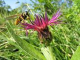 Centaurea subspecies axillaris