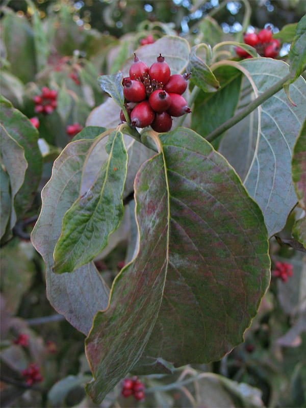 Image of Cynoxylon florida specimen.