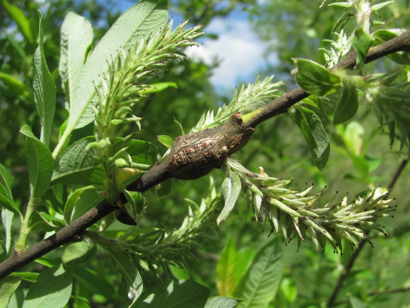 Изображение особи Salix cinerea.